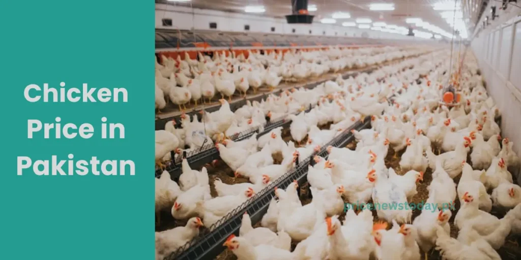 A poultry farm in pakistan telling Chiken price today